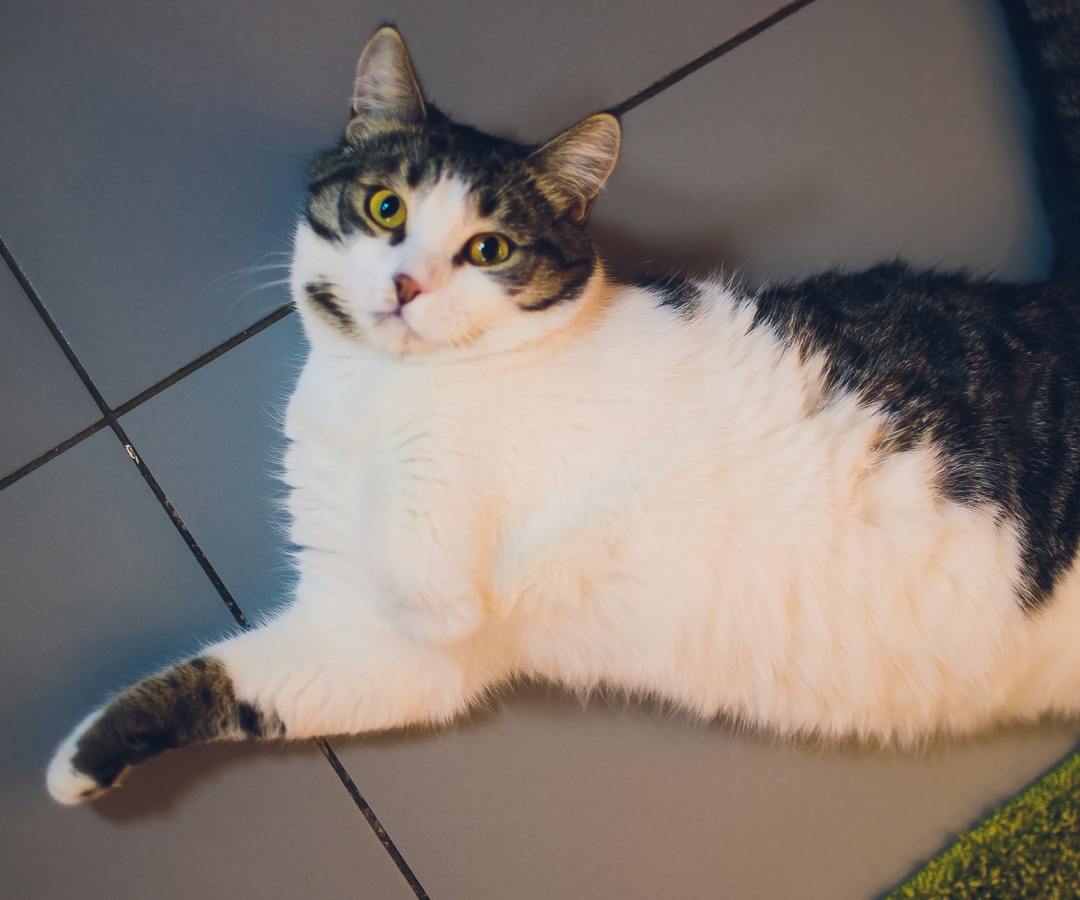 A cat comfortably resting on the floor