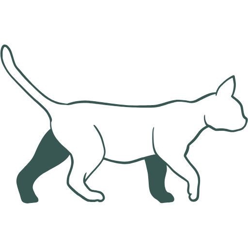 Cat Amputation