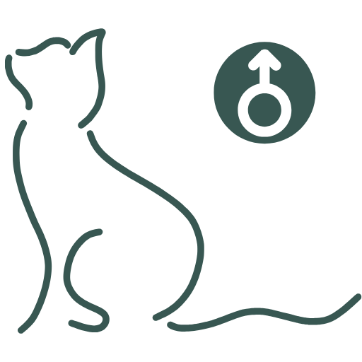 Cat C-Section W Spay