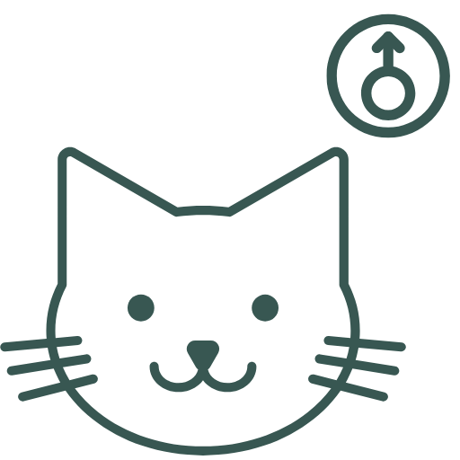 Cat Spay