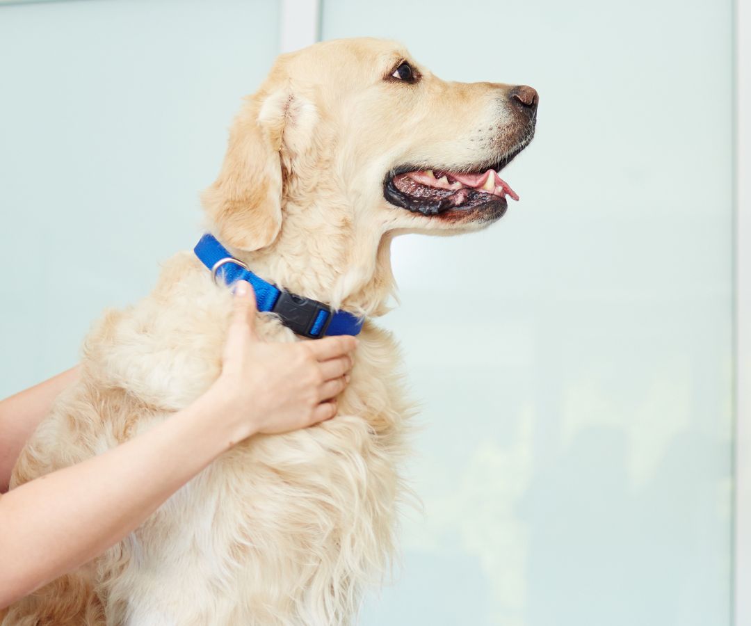 A person gently pets a dog wearing a blue collar