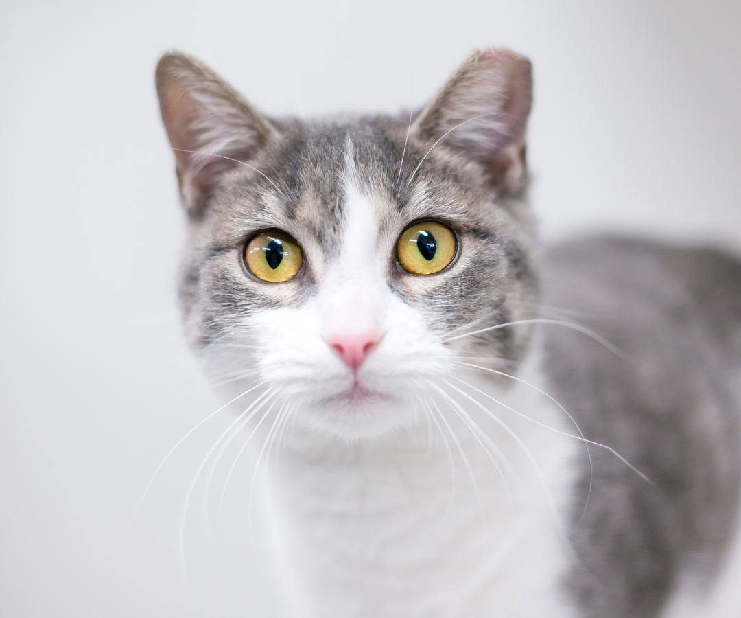 cat with tipped ear