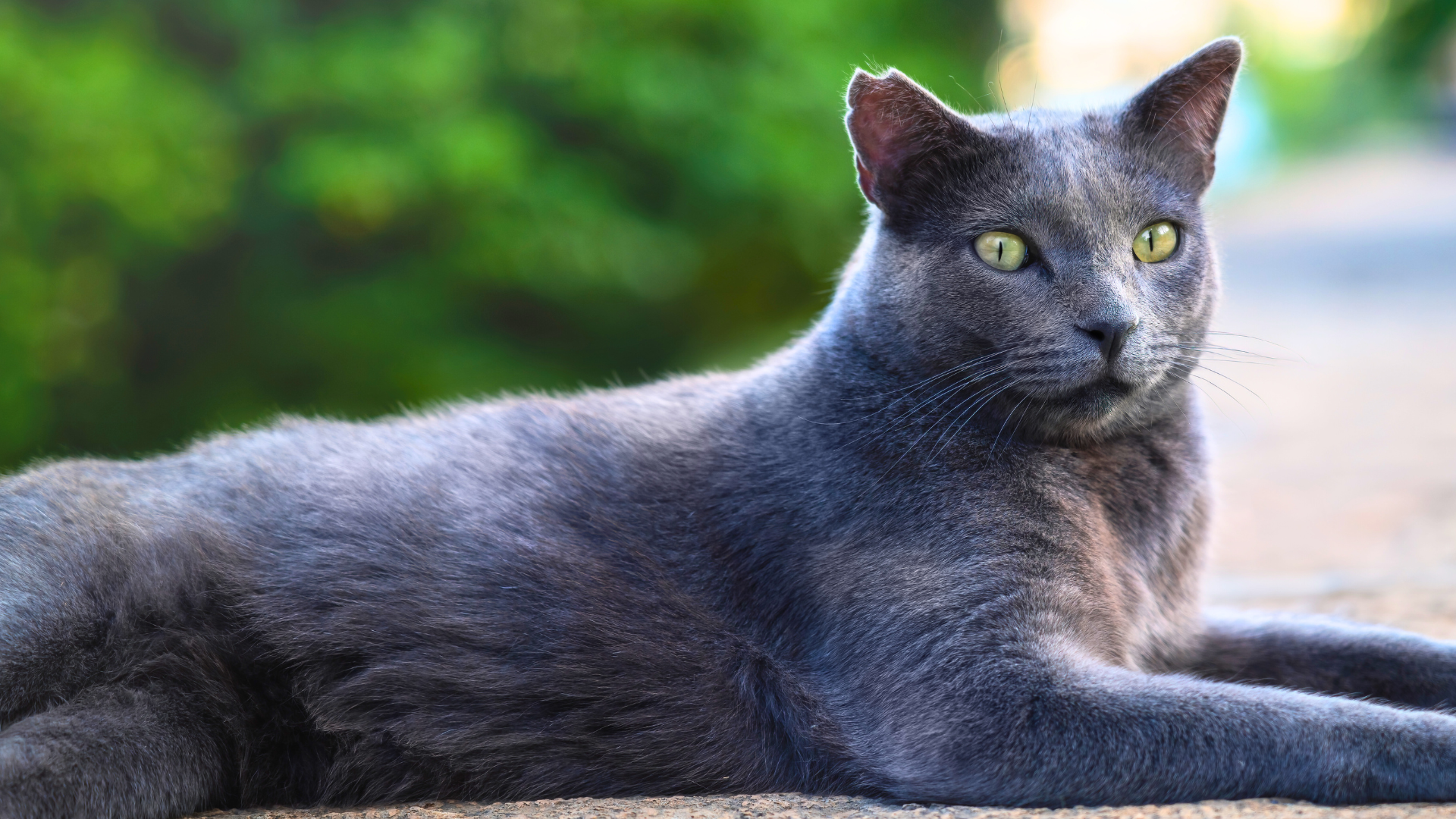 Feral Community Cat Spay/Neuter In Milton, FL | Accessible Veterinary Care